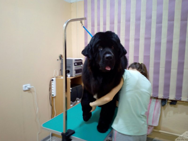 Фотография № 219469