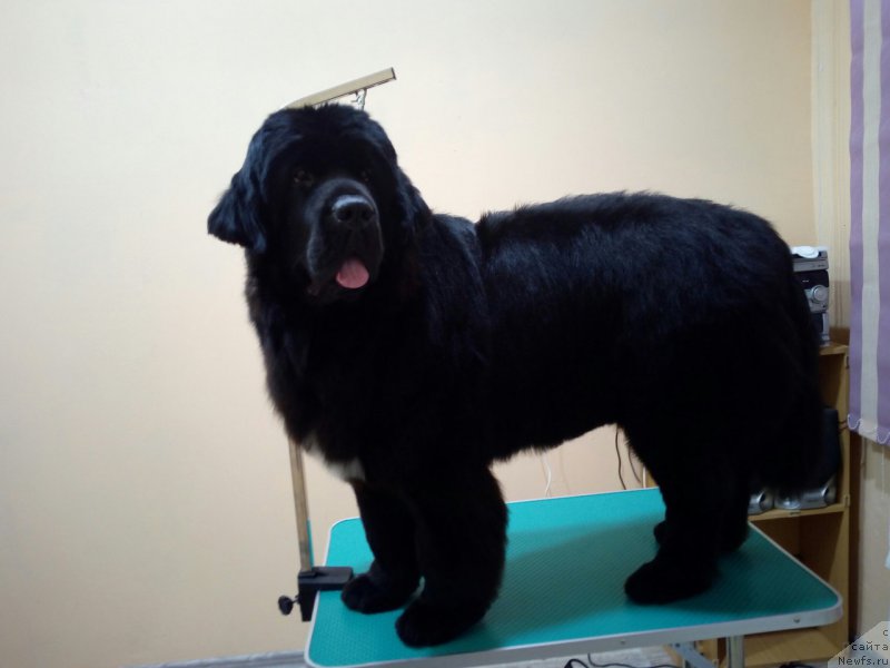 Фотография № 219470