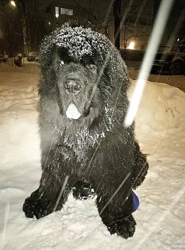 Фотография № 219471