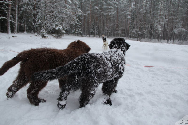 Фото: ньюфаундленд Браунблад МСК Абрамс-Стронг (Brownblood MSK Abrams-Strong), ньюфаундленд Черная Мафия Беауту Беуонд Сенсес (Chernaya Mafia Beauty Beyond Senses)