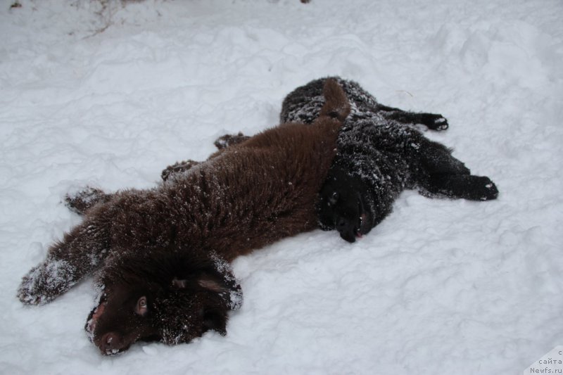 Фото: ньюфаундленд Браунблад МСК Абрамс-Стронг (Brownblood MSK Abrams-Strong), ньюфаундленд Черная Мафия Беауту Беуонд Сенсес (Chernaya Mafia Beauty Beyond Senses)