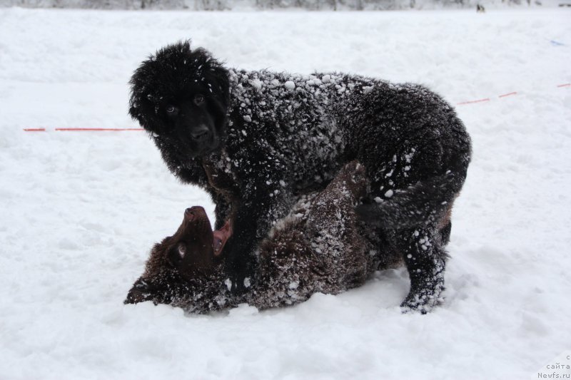 Фото: ньюфаундленд Браунблад МСК Абрамс-Стронг (Brownblood MSK Abrams-Strong), ньюфаундленд Черная Мафия Беауту Беуонд Сенсес (Chernaya Mafia Beauty Beyond Senses)
