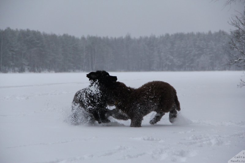 Фото: ньюфаундленд Браунблад МСК Абрамс-Стронг (Brownblood MSK Abrams-Strong), ньюфаундленд Черная Мафия Беауту Беуонд Сенсес (Chernaya Mafia Beauty Beyond Senses)