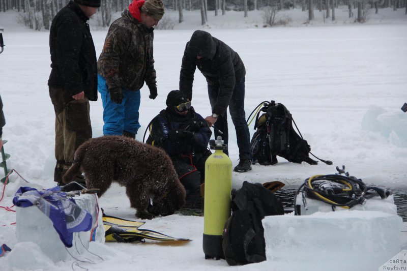 Фото: ньюфаундленд Браунблад МСК Абрамс-Стронг (Brownblood MSK Abrams-Strong)