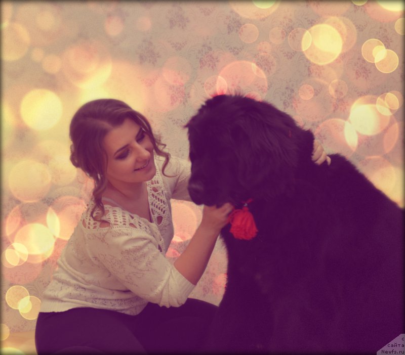 Фото: ньюфаундленд Ньюфорт Золото Сатори (Njufort Zoloto Satori), Юлия Василенко