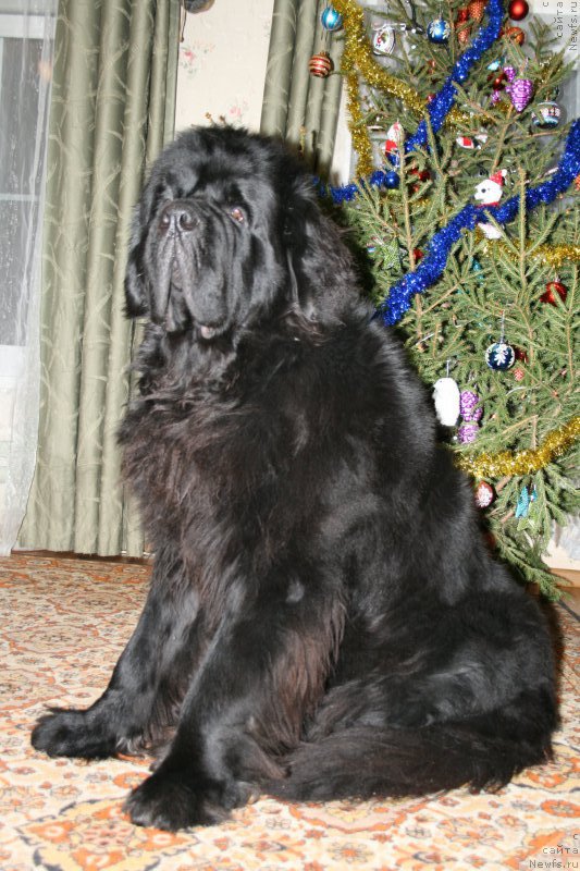 Фото: ньюфаундленд Черная Мафия Шорт анд Свеет (Chernaya Mafia Short and Sweet)