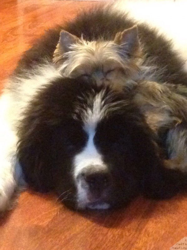 Фото: ньюфаундленд Викинг от Карельских Медведей (Viking ot Karelskikh Medvedey)