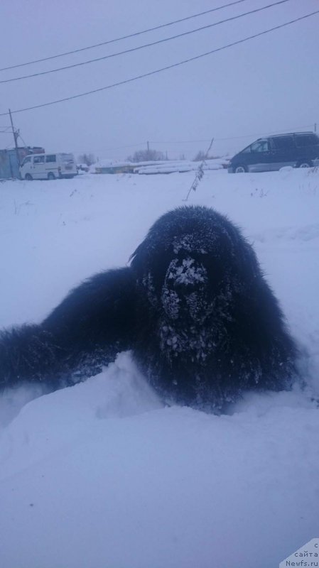 Фотография № 219485