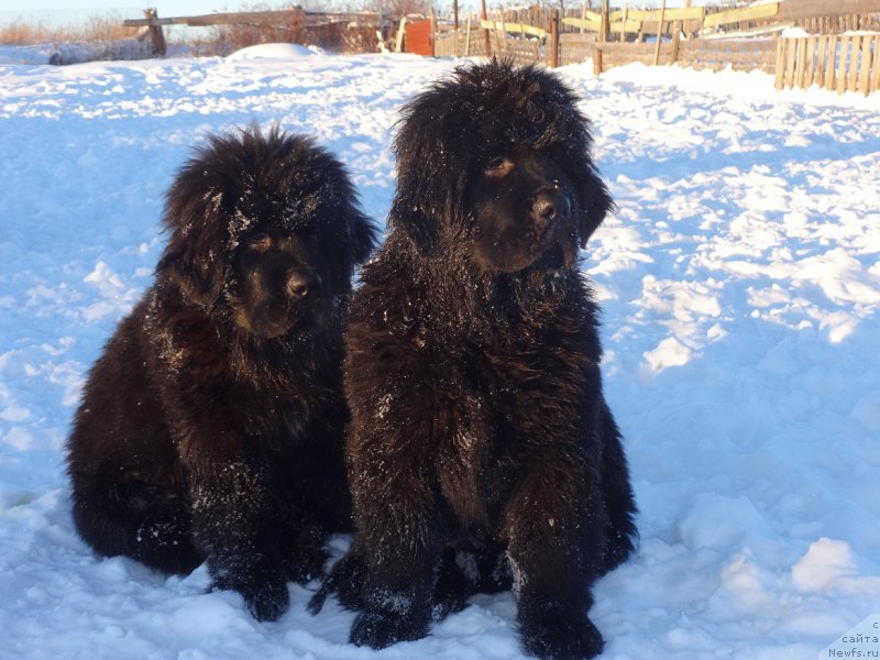 Фото: ньюфаундленд Дак Прайд Валентино (Dark Pride Valentino)