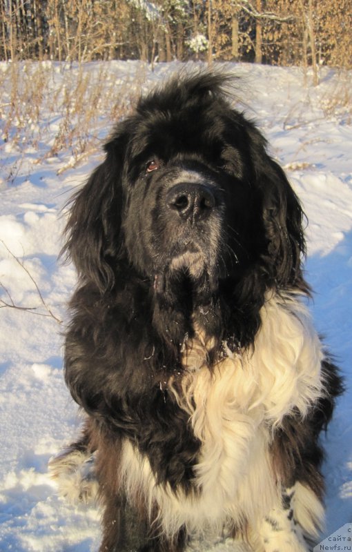 Фото: ньюфаундленд Супер Бизон Гера