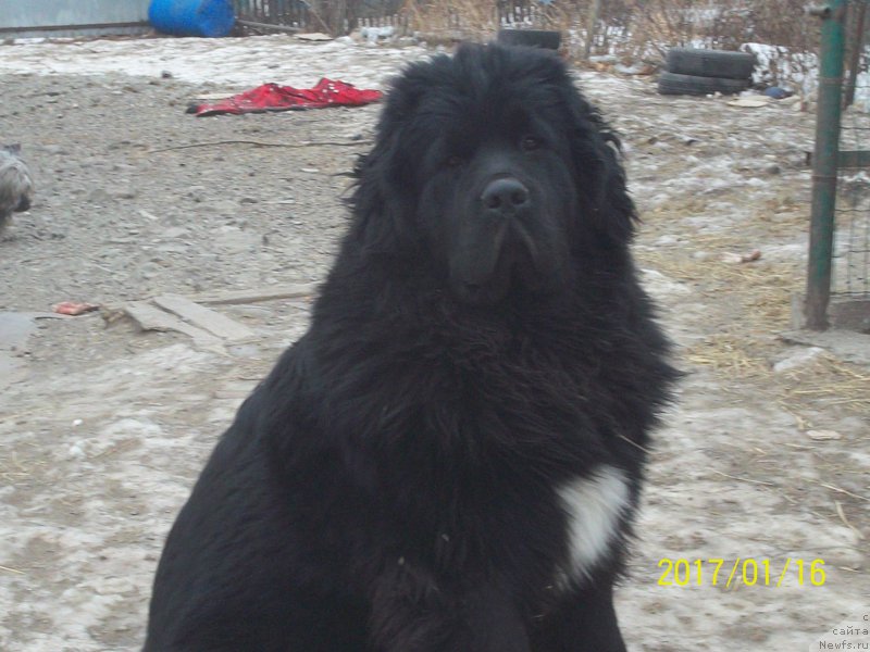 Фото: ньюфаундленд Степан Разин (Stepan Razin)