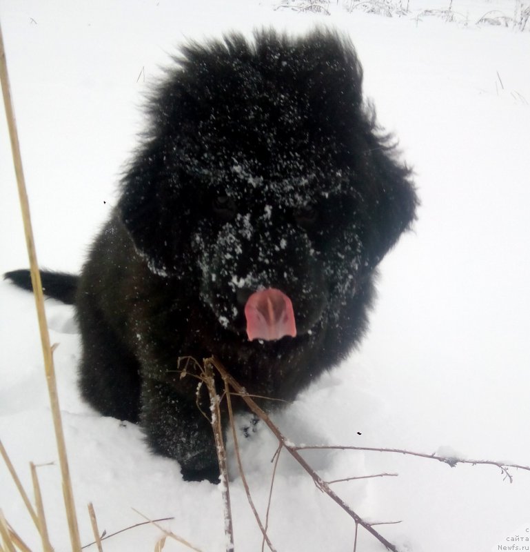 Фото: ньюфаундленд Терра Виктория Европа Плюс