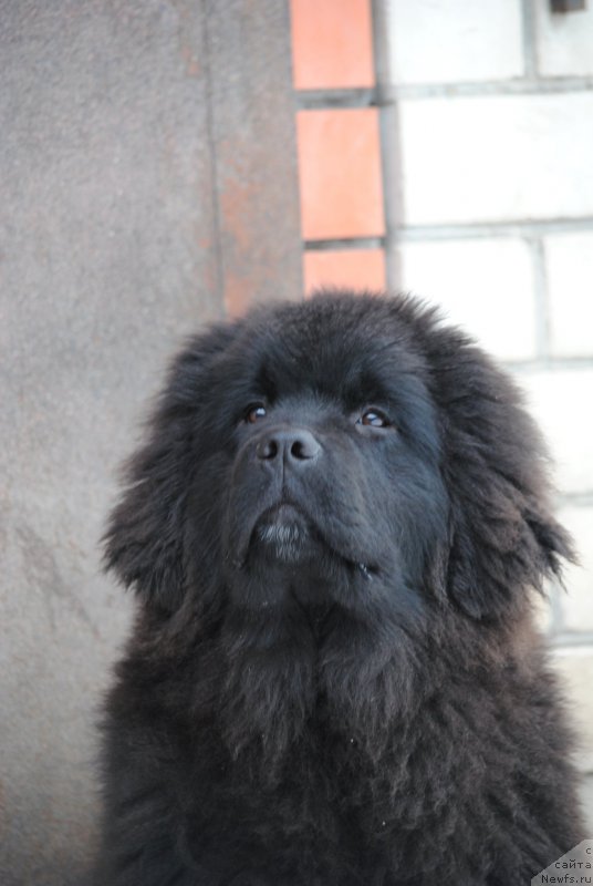 Фото: ньюфаундленд Моя Стихия Мисс Пиджи