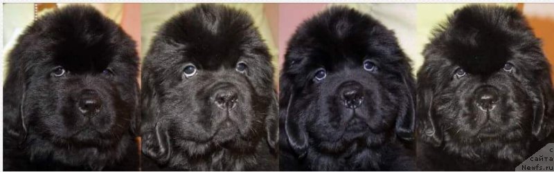 Фотография № 219516