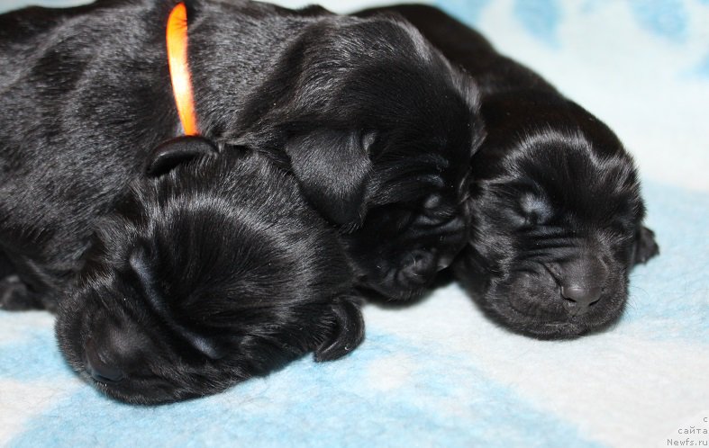 Фотография № 219517