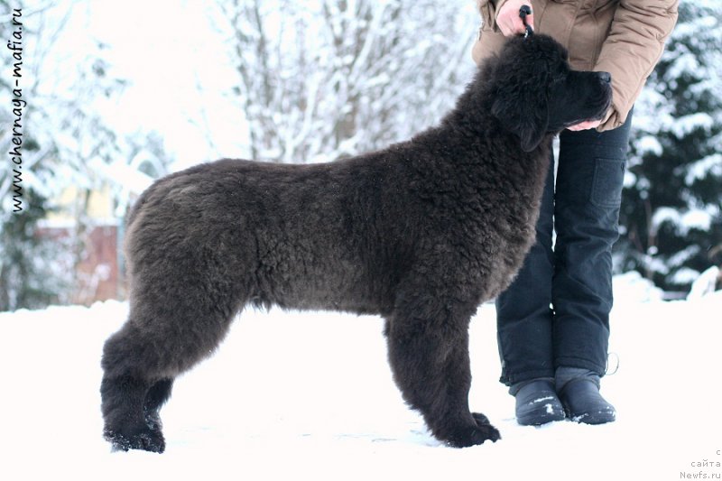 Фотография № 219523