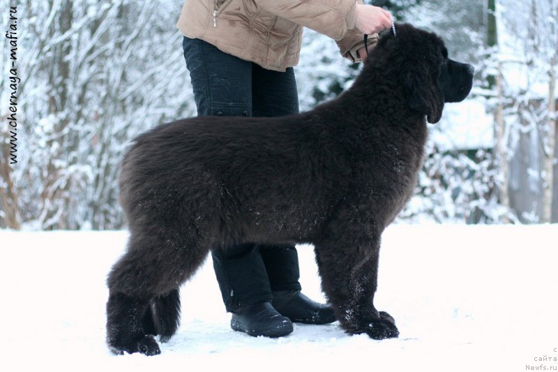 Фотография № 219525