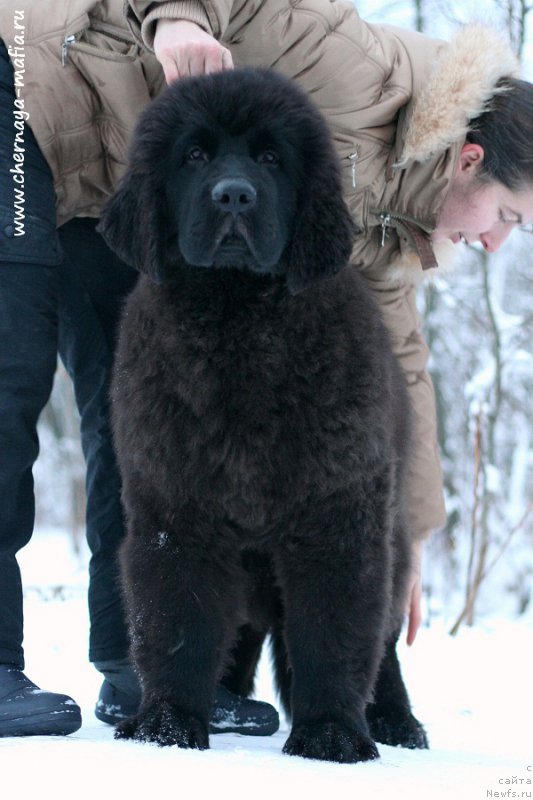 Фотография № 219526