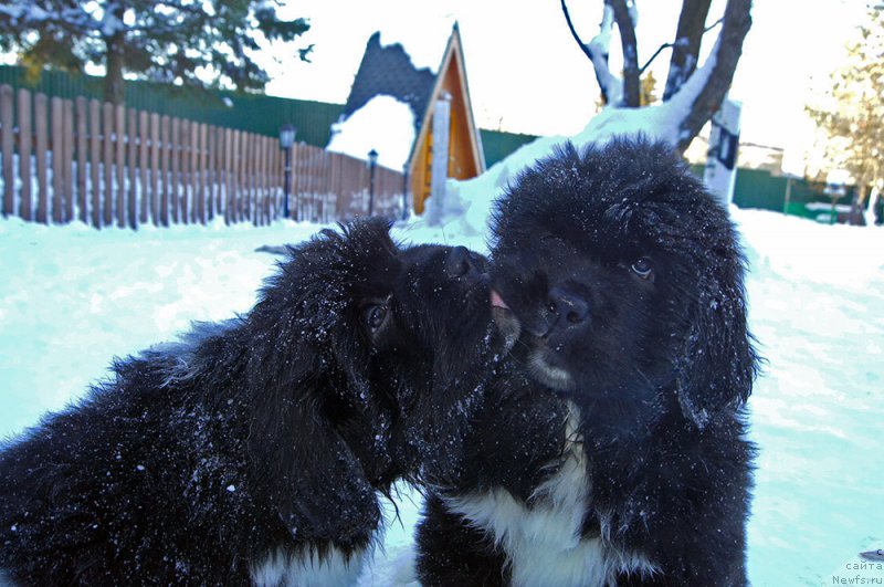 Фото: ньюфаундленд Супер Бизон Тагор, ньюфаундленд Супер Бизон Тадж-Махал