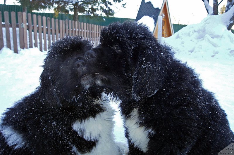 Фото: ньюфаундленд Супер Бизон Тагор, ньюфаундленд Супер Бизон Тадж-Махал