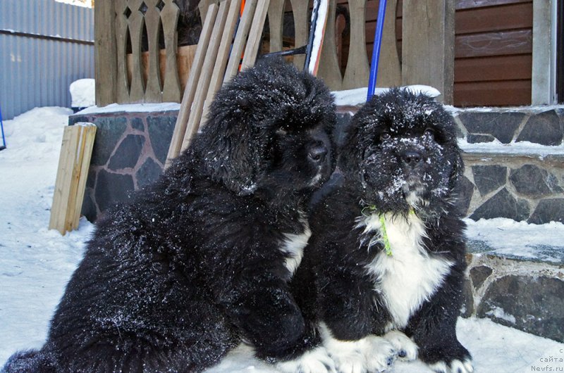 Фотография № 219530