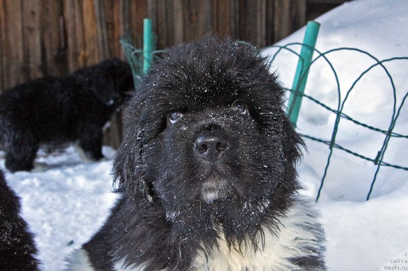 Фото: ньюфаундленд Супер Бизон Тагор