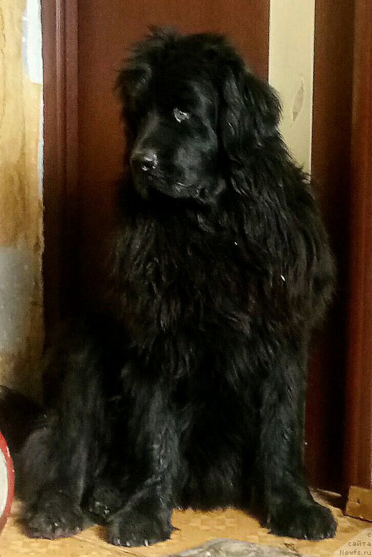 Фото: ньюфаундленд Ньюфорт Дивная Диана, ньюфаундленд Ньюфорт Дивная Диана