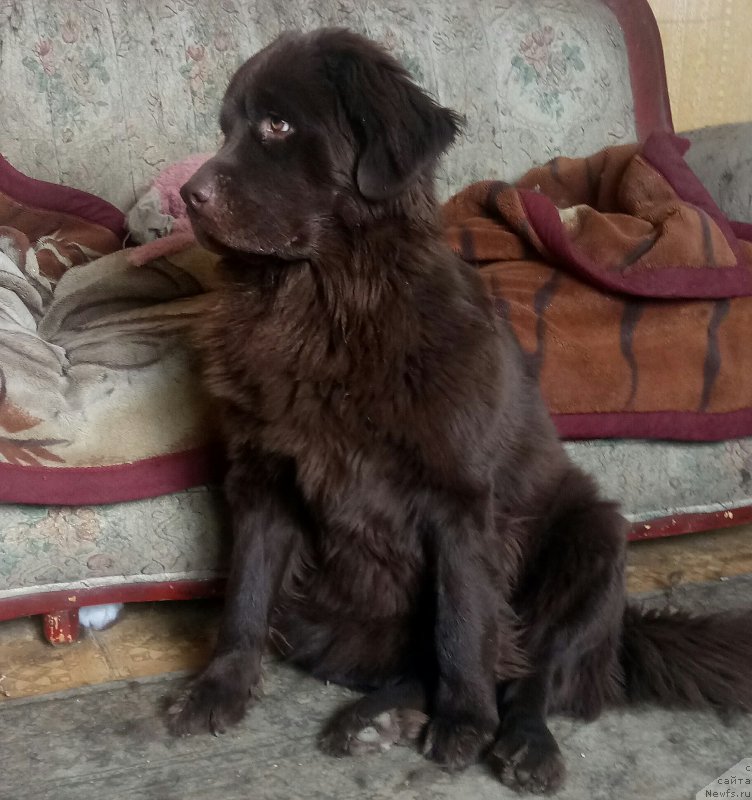 Фотография № 219533