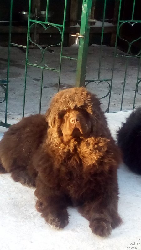 Фото: ньюфаундленд Браунблад МСК Бетани Эйс