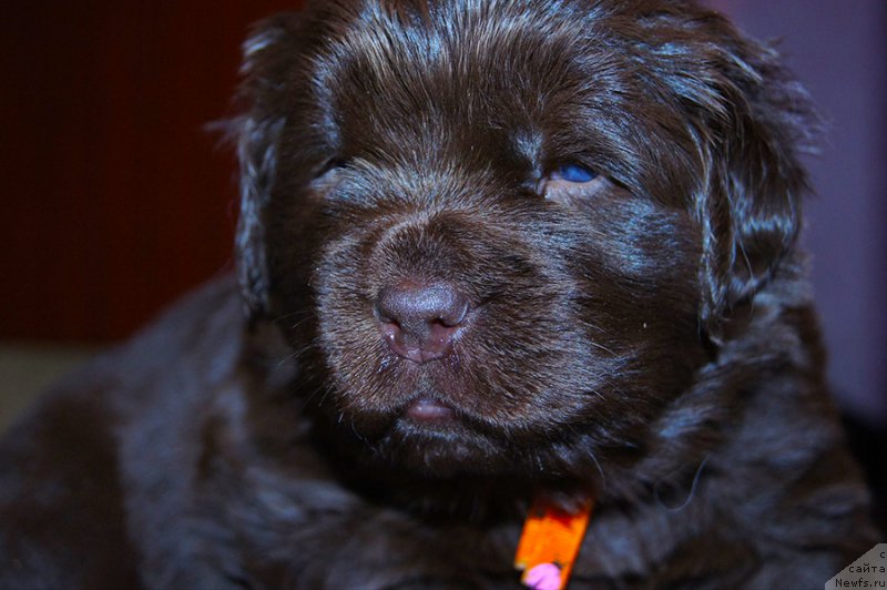 Фото: ньюфаундленд Супер Бизон Симфония