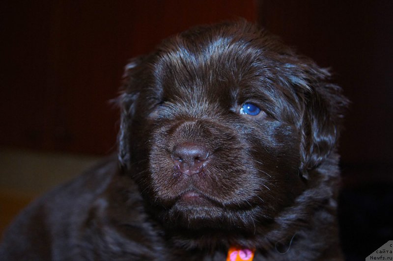 Фото: ньюфаундленд Супер Бизон Симфония