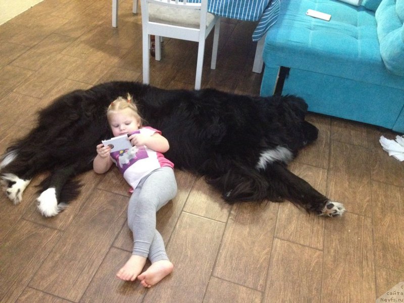 Фото: ньюфаундленд Орхидея Цветок Любви