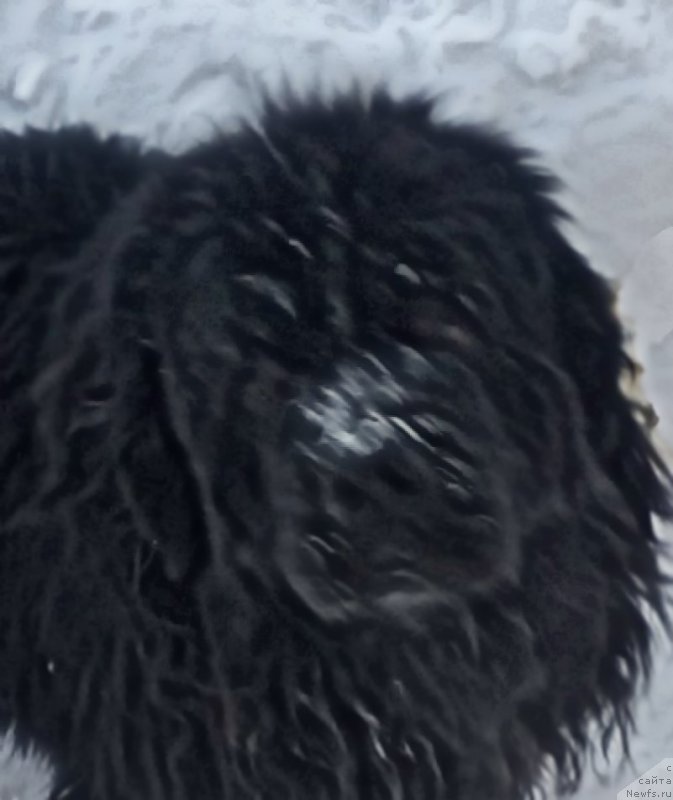 Фото: ньюфаундленд Акватория Келвин Черчилль