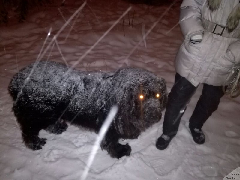 Фото: ньюфаундленд Понтус Пит