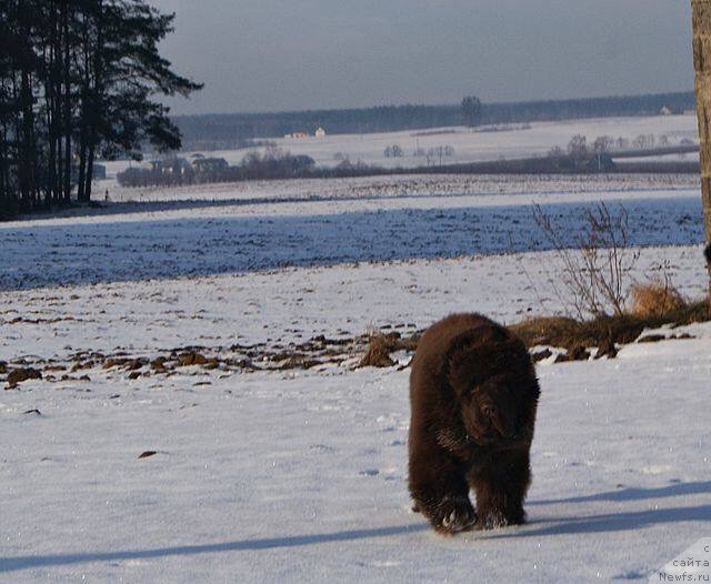 Фото: ньюфаундленд Браунблад МСК Армата Лойар Аид (Brownblood MSK Armata Loyar Aid)