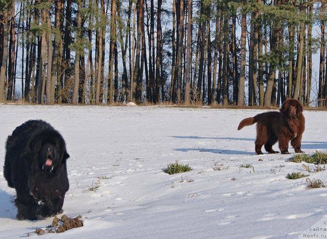 Фото: ньюфаундленд Браунблад МСК Армата Лойар Аид (Brownblood MSK Armata Loyar Aid)
