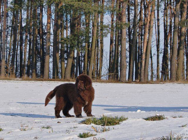 Фото: ньюфаундленд Браунблад МСК Армата Лойар Аид (Brownblood MSK Armata Loyar Aid)