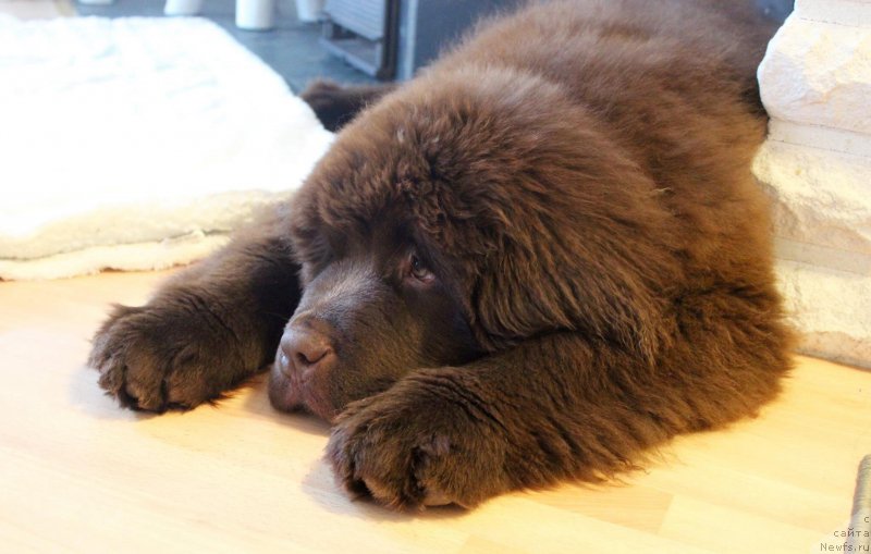 Фото: ньюфаундленд Браунблад МСК Альфа-Ромео Голд Бадди (Brownblood MSK Alfa-Romeo Gold Baddy)