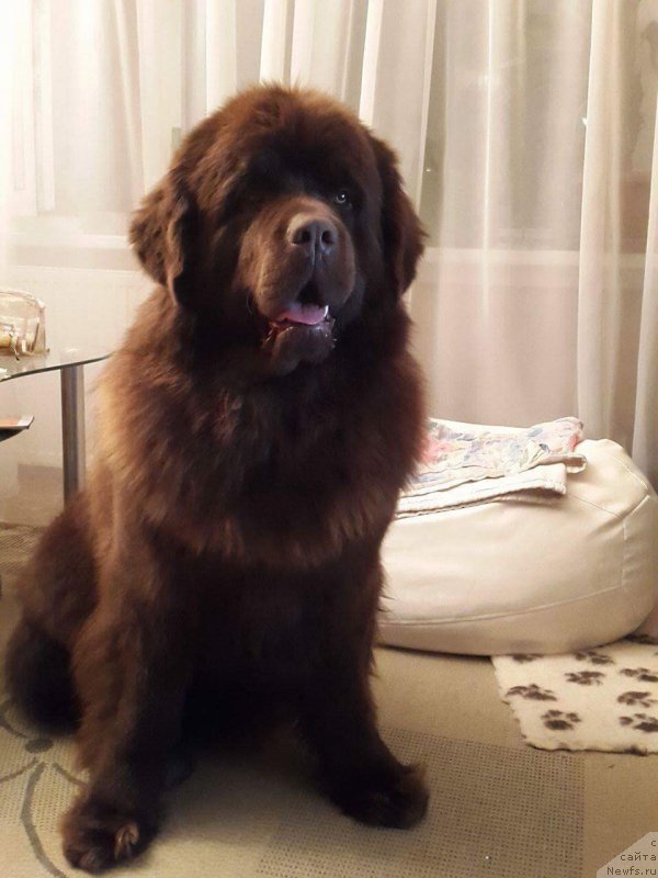 Фото: ньюфаундленд Браунблад МСК Хаиес Хаго (Brownblood MSK Hayes Hago)