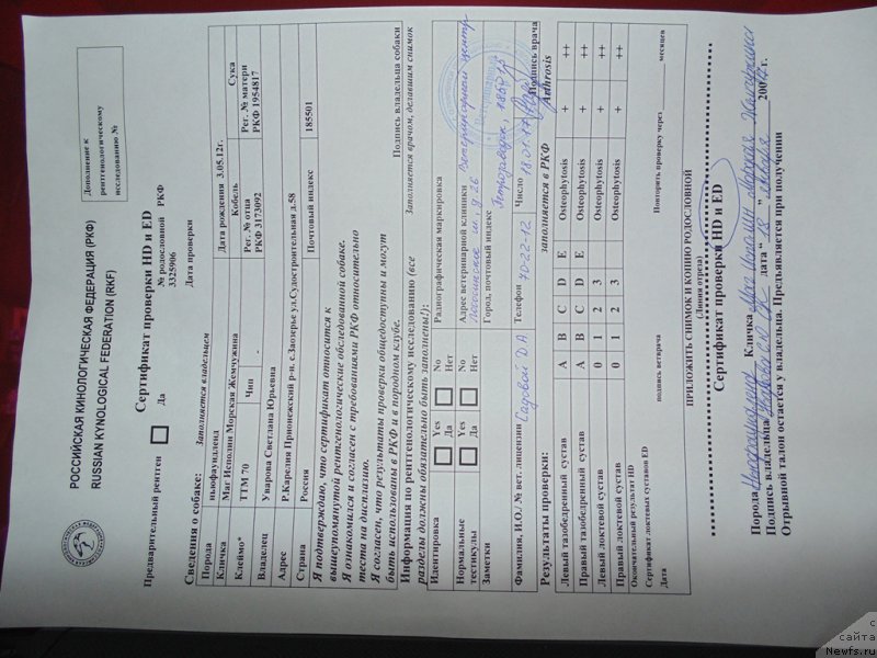 Фото: ньюфаундленд Маг Исполин Морская Жемчужина