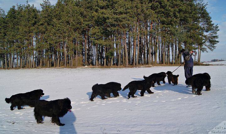Фото: ньюфаундленд Браунблад МСК Армата Лойар Аид (Brownblood MSK Armata Loyar Aid)