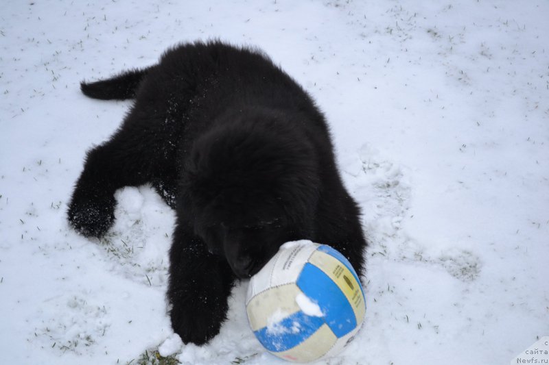 Фото: ньюфаундленд Браунблад МСК Амадей-Дефендер (Brownblood MSK Amadey-Defender)