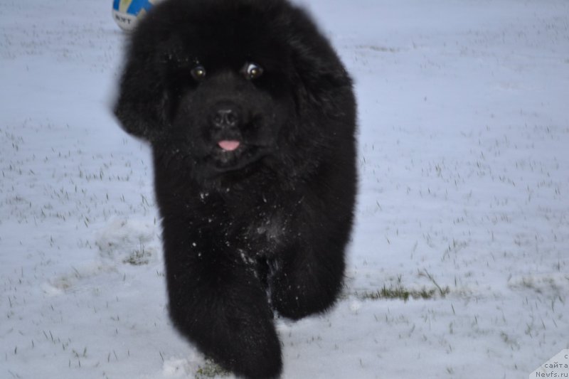 Фото: ньюфаундленд Браунблад МСК Амадей-Дефендер (Brownblood MSK Amadey-Defender)