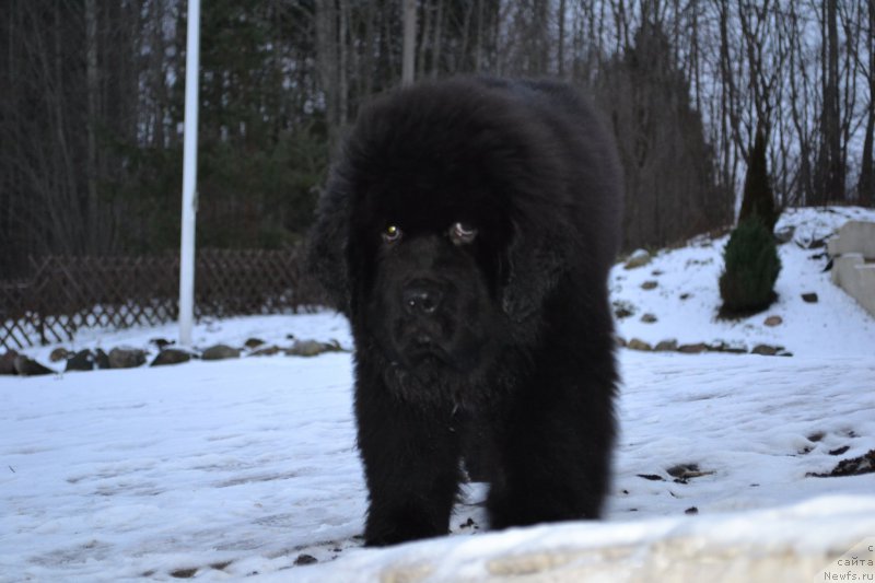 Фото: ньюфаундленд Браунблад МСК Амадей-Дефендер (Brownblood MSK Amadey-Defender)
