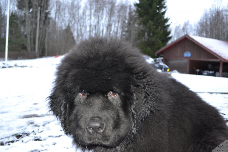 Фото: ньюфаундленд Браунблад МСК Амадей-Дефендер (Brownblood MSK Amadey-Defender)