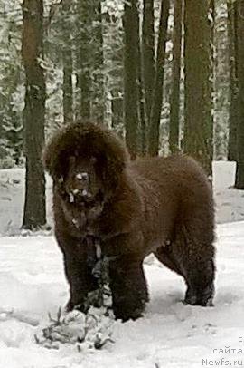 Фото: ньюфаундленд Браунблад МСК Альпина Гуардиан Соул (Brownblood MSK Alpina Guardian Soul)