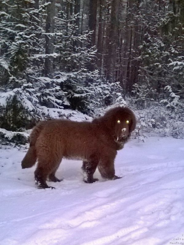 Фотография № 219585