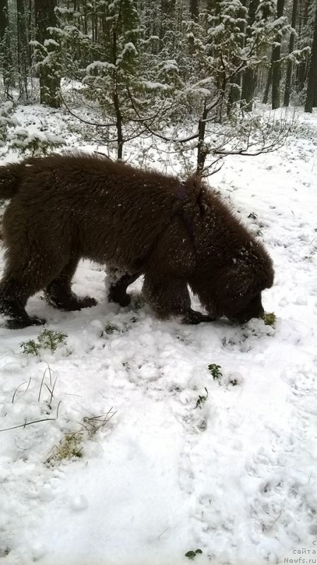 Фотография № 219586