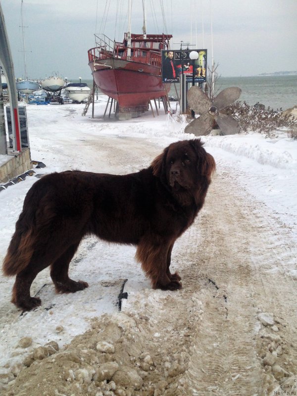 Фотография № 219589