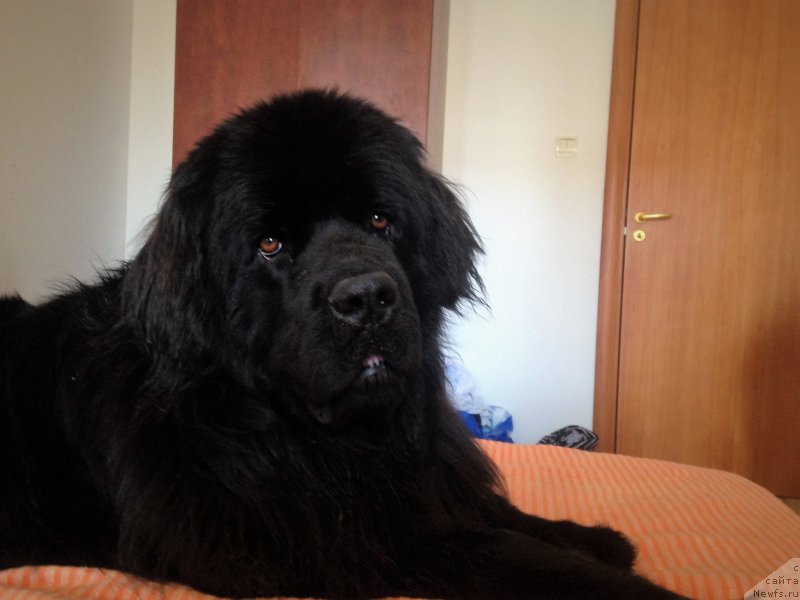 Фотография № 219592